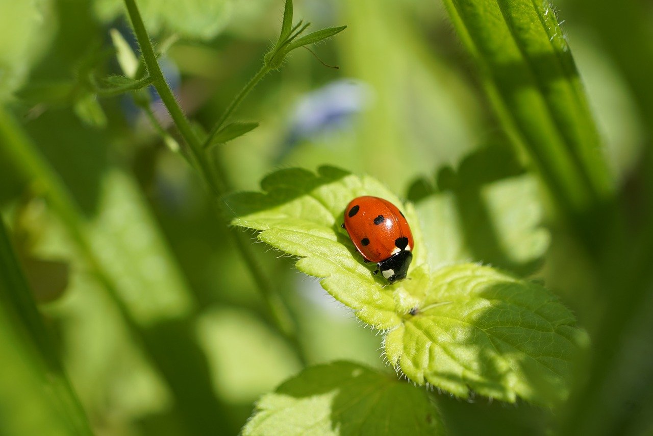 ladybug, ladybird beetle, insect-8757062.jpg