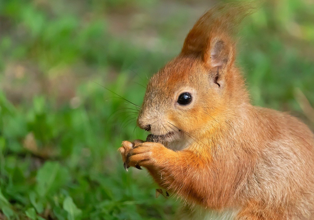 squirrel, rodent, animal-8756344.jpg